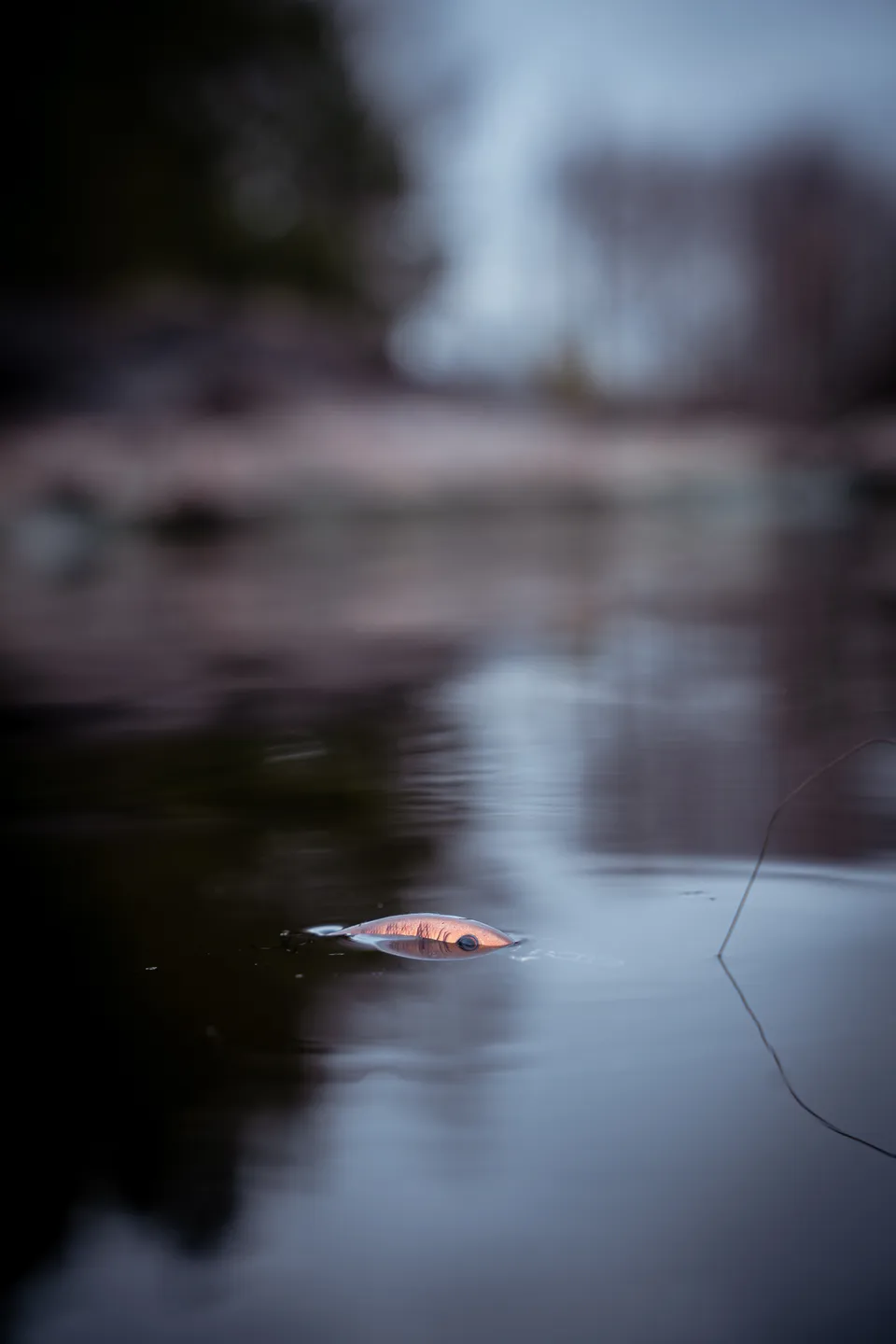 Salmo Rattlin Executor SDR 5cm 5.5g 1.2–2.7m Brown Perch