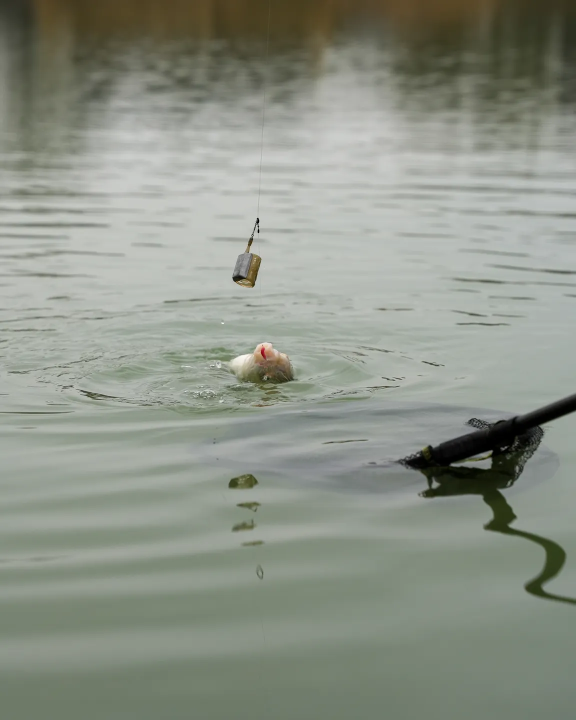 Matrix Plastic Open-Ended Feeder L 30g