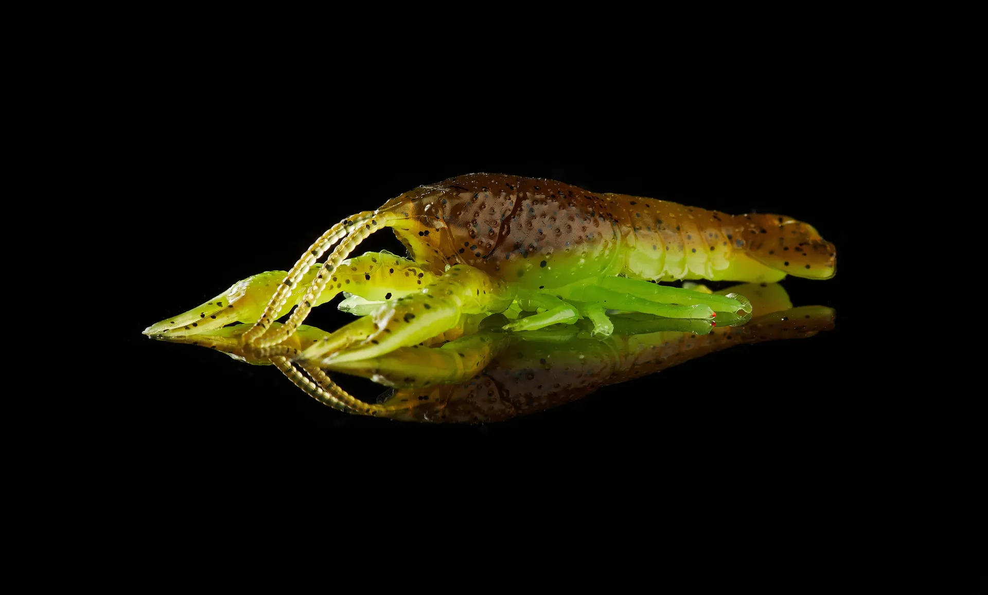 Savage Gear Ned Craw 6.5cm 2.5g Watermelon Red