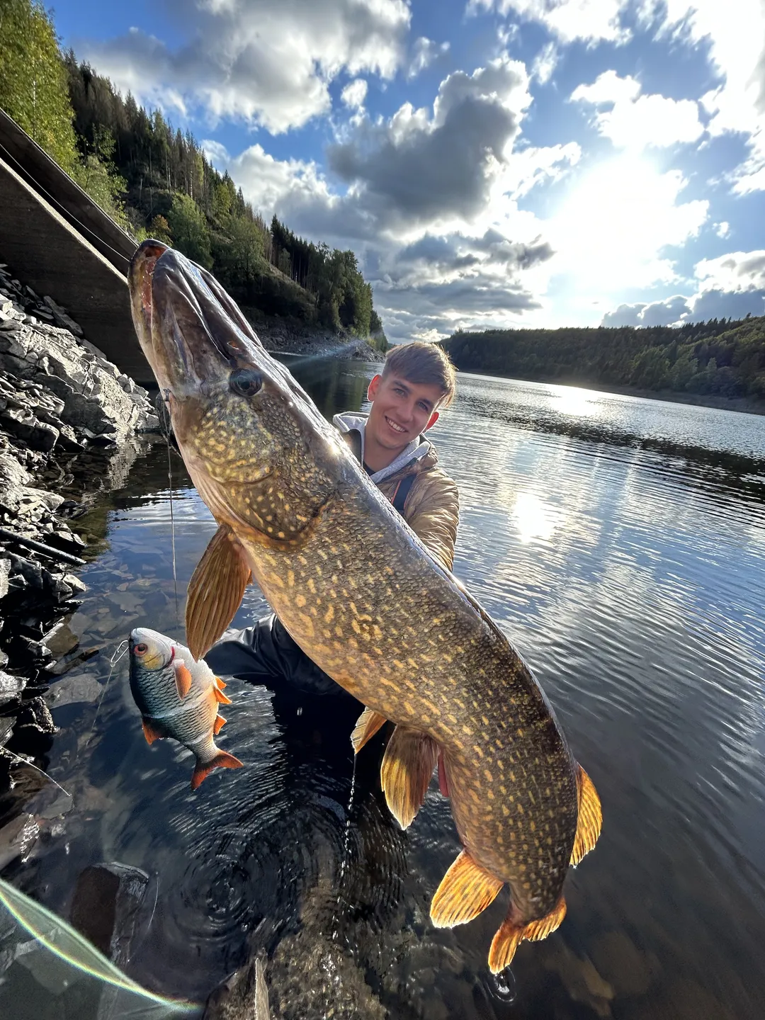 Savage Gear 4D Line Thru Roach Softbait 32cm 445g Slow Sinking Roach