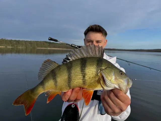 Barschangeln – Geprüfte Köder für feine Bisse