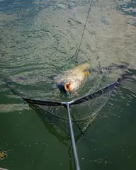 Fox Horizon X4S Kescher 107cm 240cm Camo Mesh High Modulus Carbon