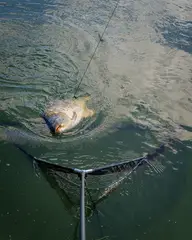 Fox Horizon X4S Kescher 107cm Camo Mesh High Modulus Carbon