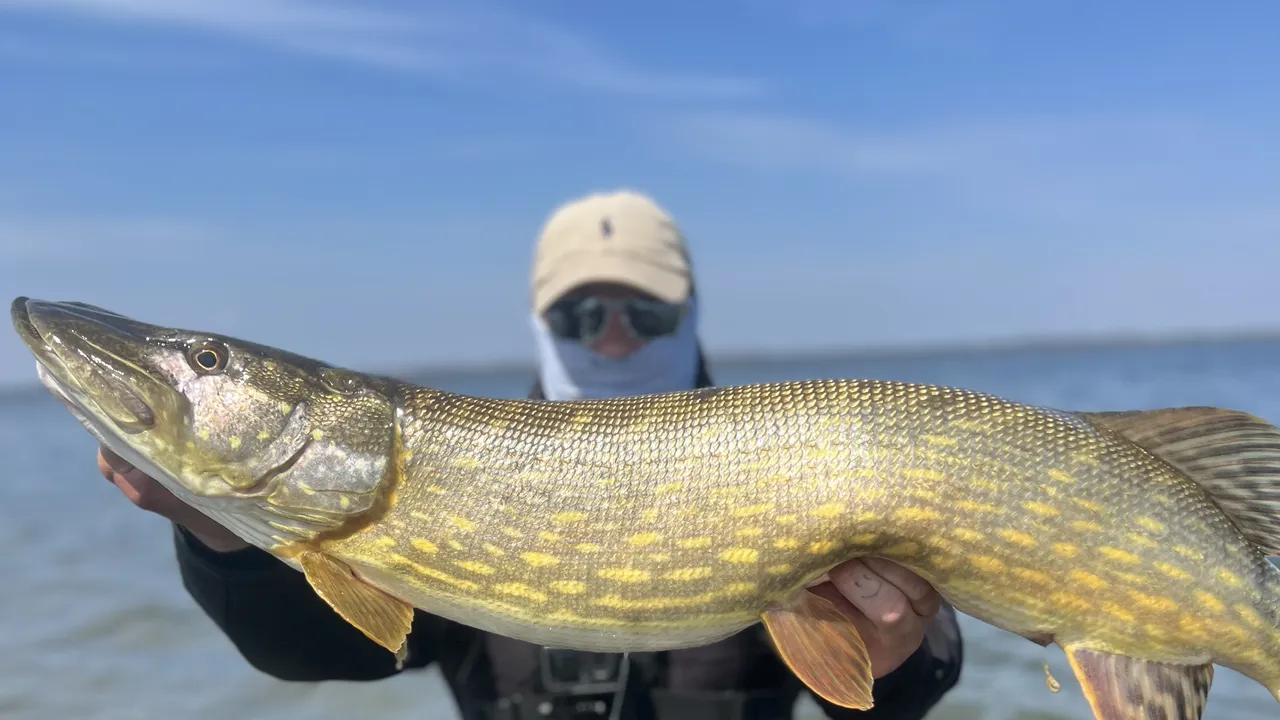 Hechtangeln – Nur Köder, die überzeugen