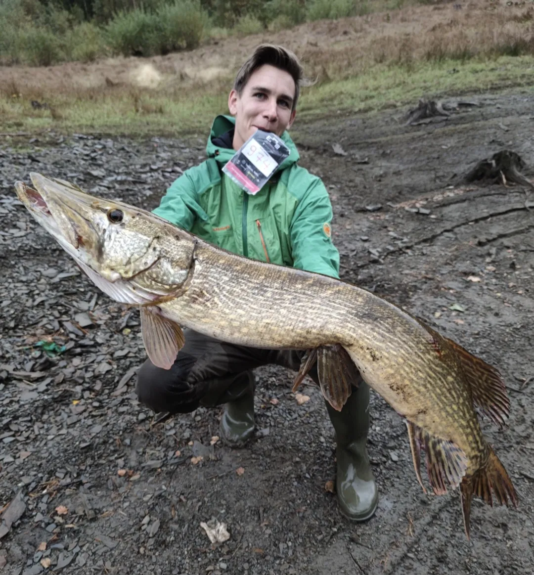 Savage Gear 4D LT RATTLE TROUT - 27.5cm, 258g, Perch, Moderate Sink