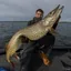 Harz Fishing