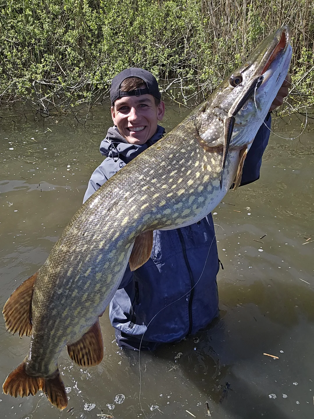 Berkley PowerBait Nessie Weiche Köder 22cm 57g Slow Sinking Perch