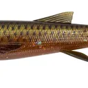 Savage Gear 3D Whitefish Shad - 23cm, 94g, Motor Oil UV, 1pc