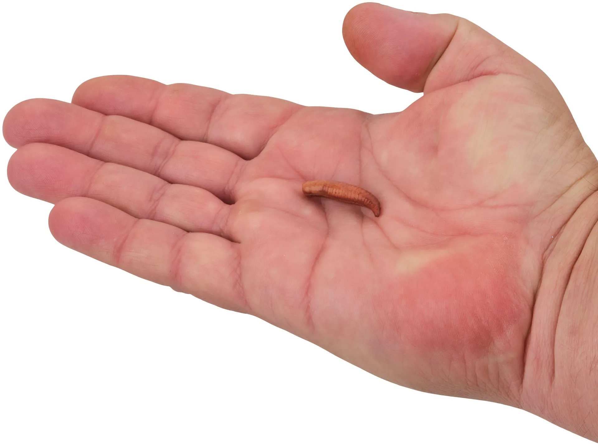 Berkley Gulp!® Floating Pinched Crawler 3cm Bubblegum