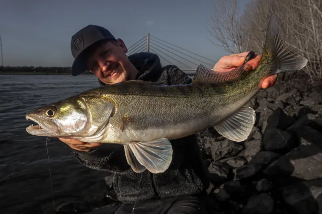 Mit Dropshot gezielt auf Winter Zander! 