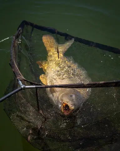 Fox Horizon X4S Kescher 117cm Camo Mesh High Modulus Carbon