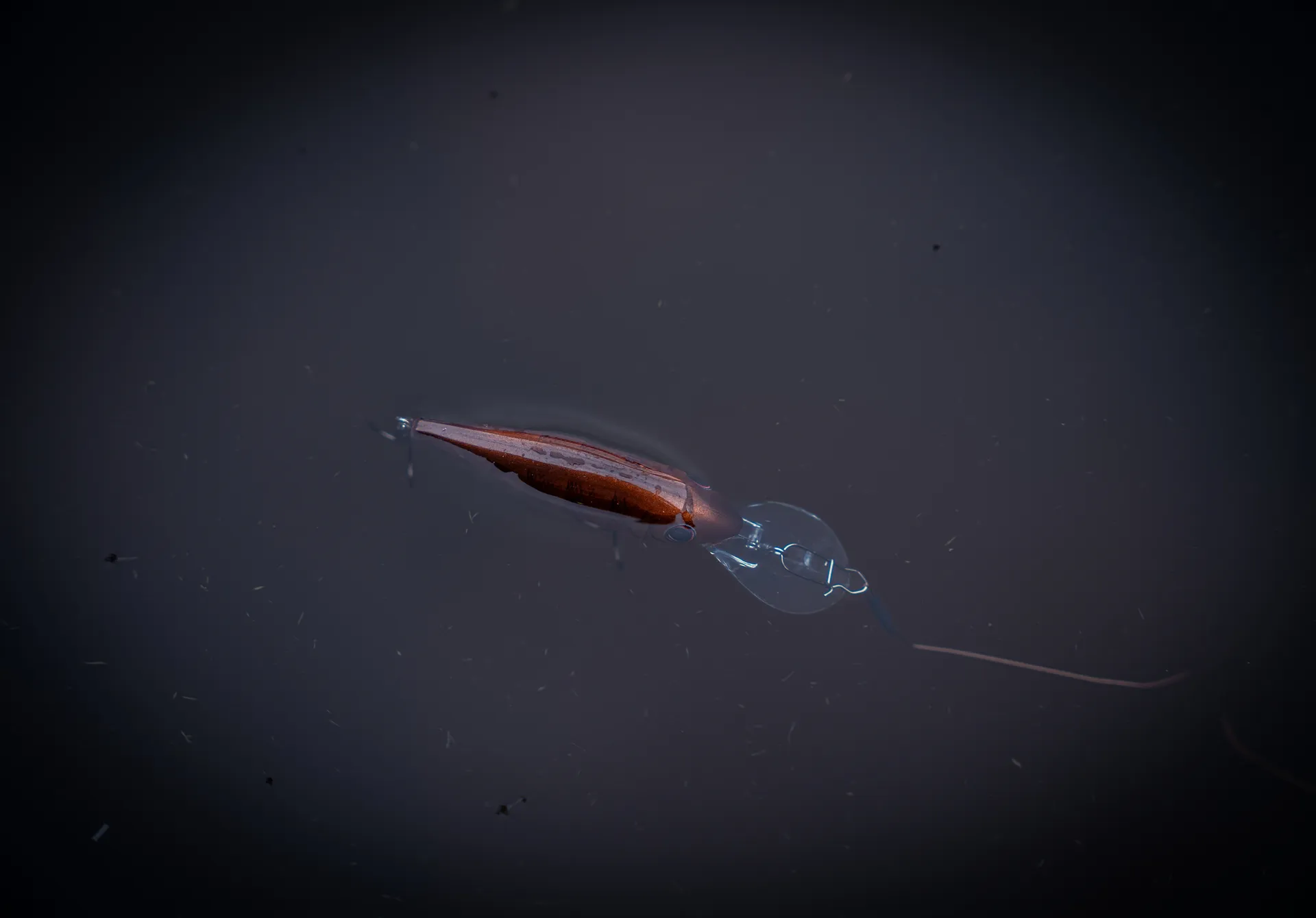 Salmo Rattlin Executor SDR 5cm 5.5g 1.2–2.7m Brown Perch