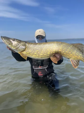 Hechtangeln – Nur Köder, die überzeugen